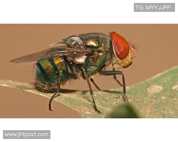 杭州羽毛球队最新比赛经验分享TOP10助力羽毛球爱好者提升竞技水平